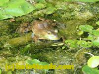 /home//u458753944/public_html/sourcegallery/////////////////Frogs/More bullfrogs/P8180165.JPG
